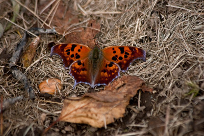 Eastern Comma