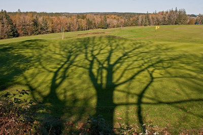 shadows on the green