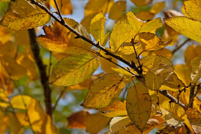 Yellow Birch