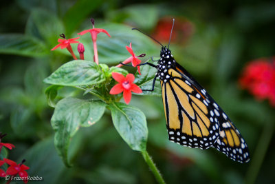 Mariposa Amarillo