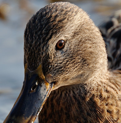 _ND32445crop.jpg