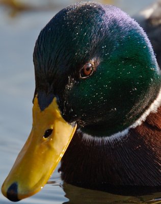 _ND32463crop.jpg