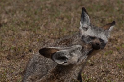 tanzania bat-eared fox, ndutu (_MG_3897 - 20090122).jpg