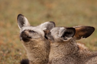 tanzania bat-eared fox, ndutu (_MG_3928 - 20090125).jpg