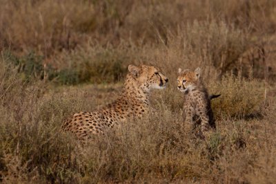 tanzania cheetah, ndutu (_MG_2314 - 20090122).jpg