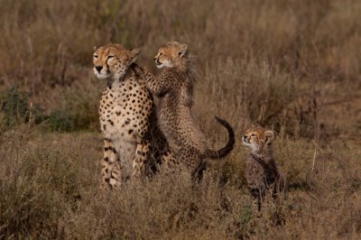 tanzania cheetah, ndutu (_MG_2379 - 20090122).jpg
