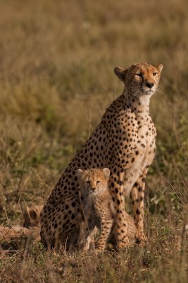 tanzania cheetah, ndutu (_MG_3534 - 20090124).jpg