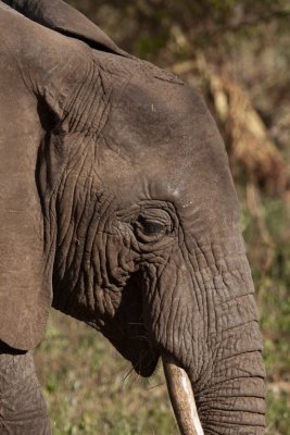 tanzania elephant, lake manyara (_MG_1965 - 20090118).jpg