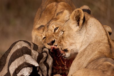 tanzania kill, lion, ndutu (_MG_1984 - 20090121).jpg