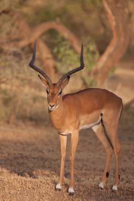 tanzania antelope, grants gazelle, lake manyara (_MG_0177 - 20090118).jpg