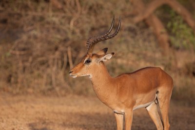tanzania antelope, grants gazelle, lake manyara (_MG_0185 - 20090118).jpg