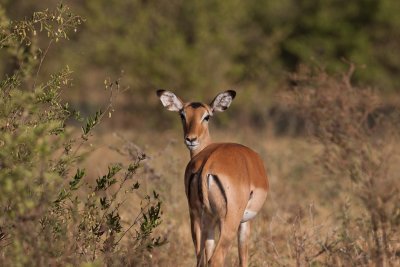 tanzania antelope, grants gazelle, lake manyara (_MG_0209 - 20090118).jpg