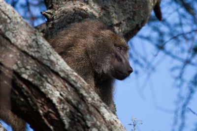 tanzania baboon, lake manyara (_MG_1841 - 20090118).jpg