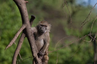 tanzania baboon, lake manyara (_MG_1866 - 20090118).jpg