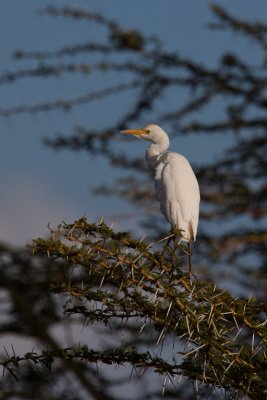 tanzania bird, egret, lake manyara (_MG_0366 - 20090118).jpg