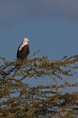 tanzania bird, fish eagle, lake manyara (_MG_0364 - 20090118).jpg