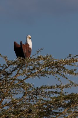 tanzania bird, fish eagle, lake manyara (_MG_0375 - 20090118).jpg