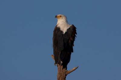tanzania bird, fish eagle, lake manyara (_MG_0460 - 20090118).jpg