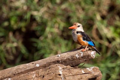 tanzania bird, kingfisher, lake manyara (_MG_0026 - 20090117).jpg