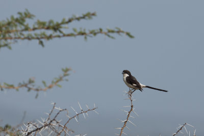 tanzania bird, lake manyara (_MG_0073 - 20090117).jpg