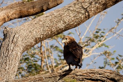 tanzania bird, lake manyara, tawny eagle (_MG_0141 - 20090117).jpg