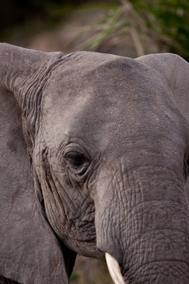 tanzania elephant, lake manyara (_MG_0104 - 20090117).jpg