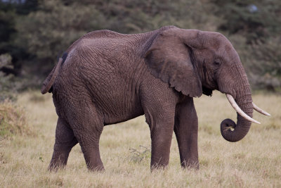 tanzania elephant, lake manyara (_MG_0112 - 20090117).jpg