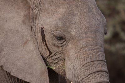 tanzania elephant, lake manyara (_MG_0117 - 20090117).jpg