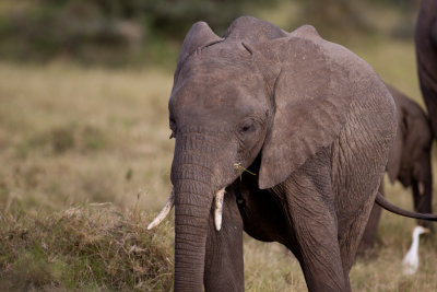 tanzania elephant, lake manyara (_MG_0118 - 20090117).jpg