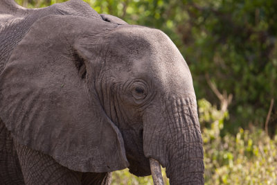 tanzania elephant, lake manyara (_MG_0352 - 20090118).jpg