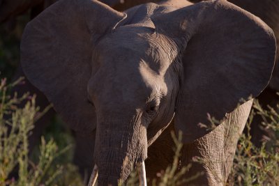 tanzania elephant, lake manyara (_MG_0549 - 20090119).jpg
