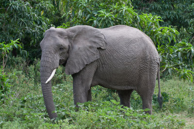 tanzania elephant, lake manyara (_MG_1653 - 20090117).jpg