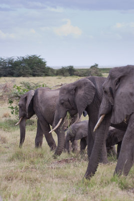 tanzania elephant, lake manyara (_MG_1757 - 20090118).jpg