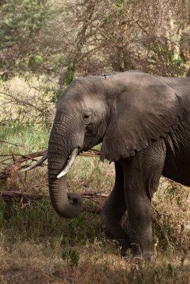 tanzania elephant, lake manyara (_MG_1956 - 20090118).jpg