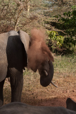 tanzania elephant, lake manyara (_MG_1968 - 20090118).jpg