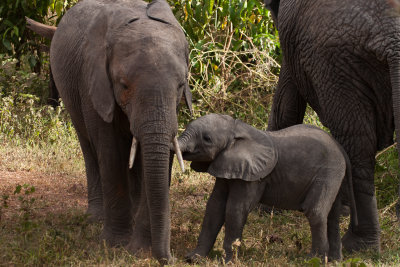 tanzania elephant, lake manyara (_MG_1975 - 20090118).jpg