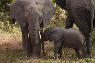 tanzania elephant, lake manyara (_MG_1976 - 20090118).jpg