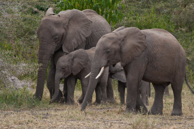 tanzania elephant, lake manyara (_MG_1999 - 20090118).jpg
