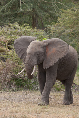 tanzania elephant, lake manyara (_MG_2020 - 20090118).jpg