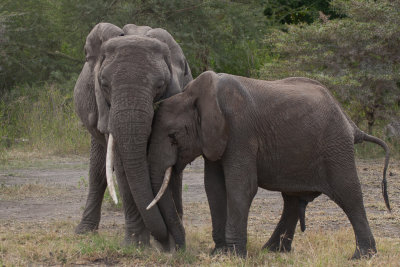 tanzania elephant, lake manyara (_MG_2056 - 20090118).jpg