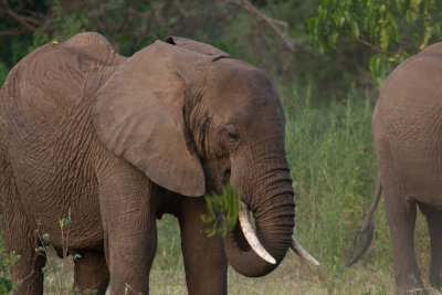 tanzania elephant, lake manyara (_MG_2164 - 20090118).jpg