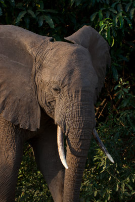 tanzania elephant, lake manyara (_MG_2218 - 20090119).jpg
