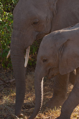 tanzania elephant, lake manyara (_MG_2399 - 20090119).jpg