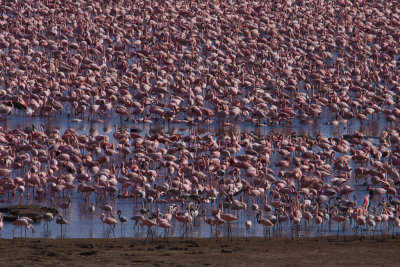 tanzania flamingo, lake manyara (_MG_0253 - 20090118).jpg