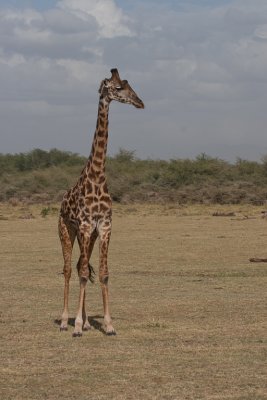 tanzania giraffe, lake manyara (_MG_1620 - 20090117).jpg