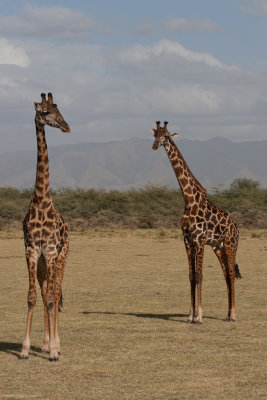tanzania giraffe, lake manyara (_MG_1635 - 20090117).jpg
