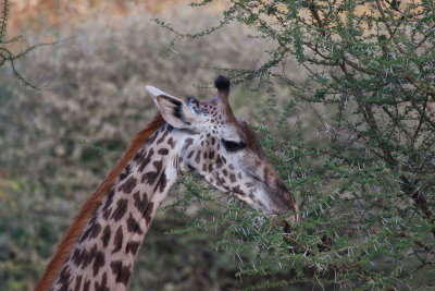 tanzania giraffe, lake manyara (_MG_1808 - 20090118).jpg
