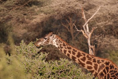 tanzania giraffe, lake manyara (_MG_1825 - 20090118).jpg