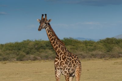 tanzania giraffe, lake manyara (_MG_2128 - 20090118).jpg