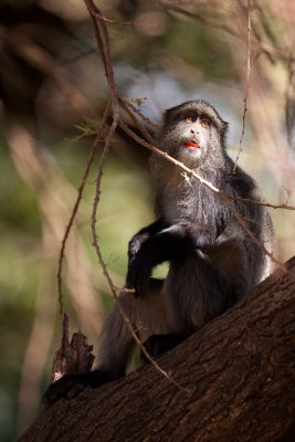 tanzania lake manyara, monkey, sykes monkey (_MG_0268 - 20090118).jpg